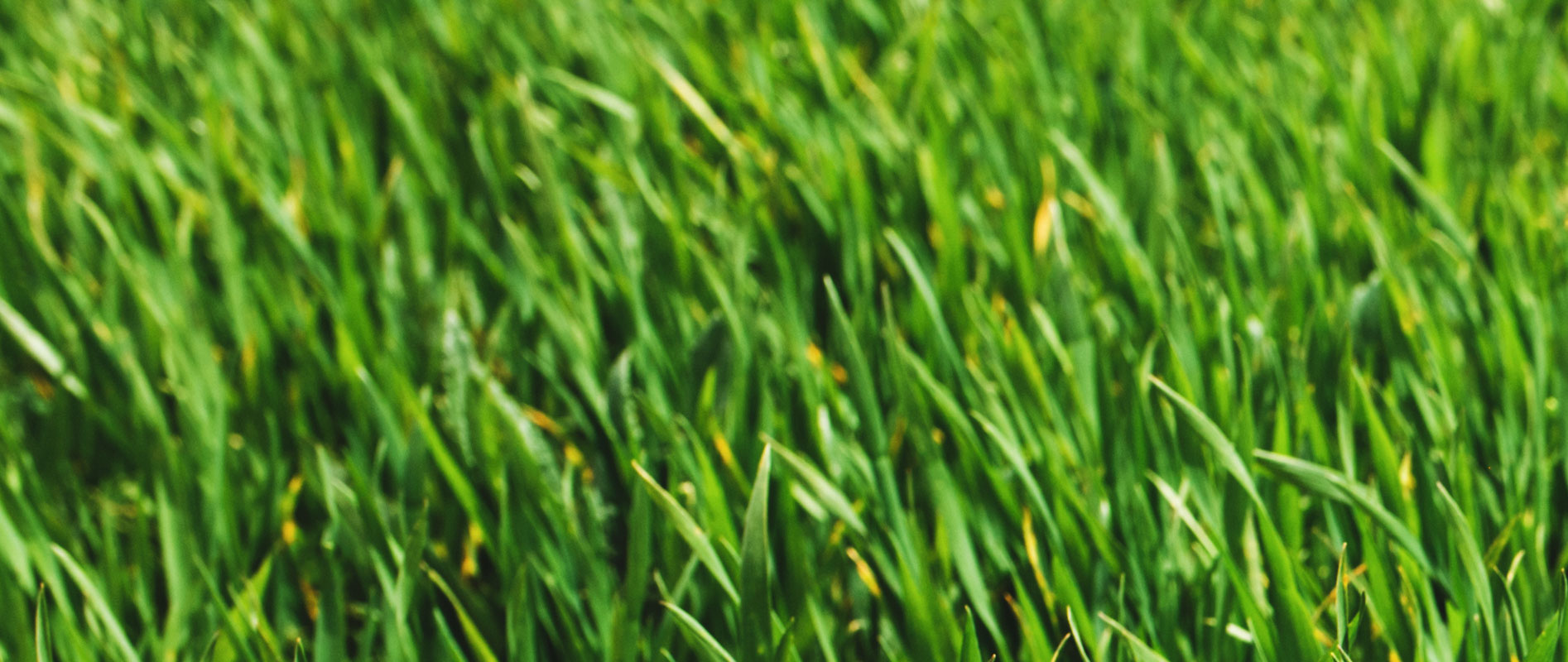 banner_bg
